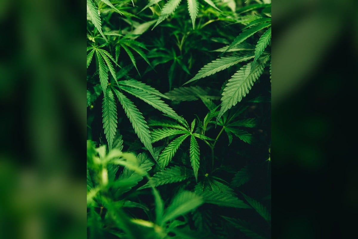 hoodline.com - Ethan Morgan - Colorado Marijuana Testing Audit Finds Major Gaps
