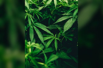Colorado Audit Finds Weed Testing System Riddled With Gaps, 14 Recommendations Issued