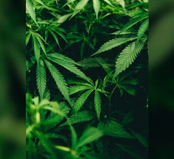 Colorado Audit Finds Weed Testing System Riddled With Gaps, 14 Recommendations Issued