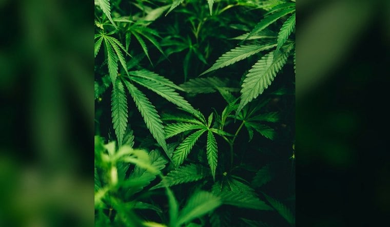 Colorado Audit Finds Weed Testing System Riddled With Gaps, 14 Recommendations Issued
