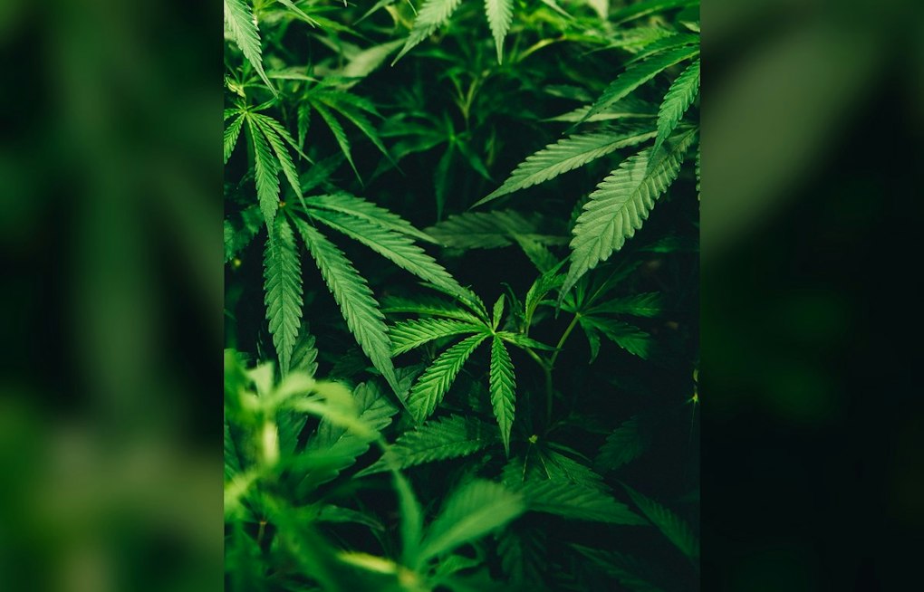 Colorado Audit Finds Weed Testing System Riddled With Gaps, 14 Recommendations Issued