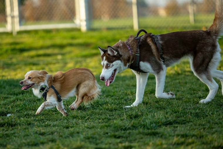 Columbia's First Off-Leash Dog Park and Beer Garden Opens in North Main