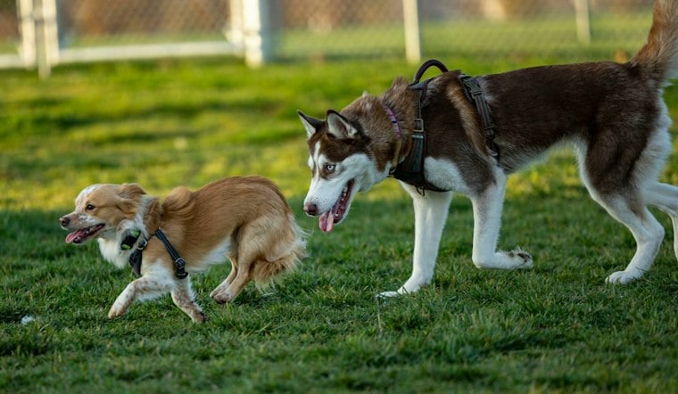 Columbia's First Off-Leash Dog Park and Beer Garden Opens in North Main