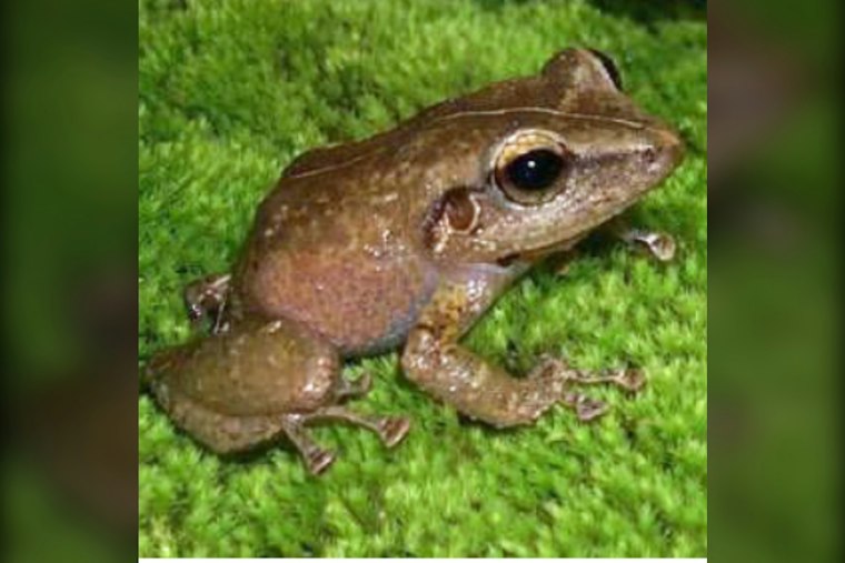 Coqui Frog Found in Waikīkī as Oʻahu Battles Existing Infestations