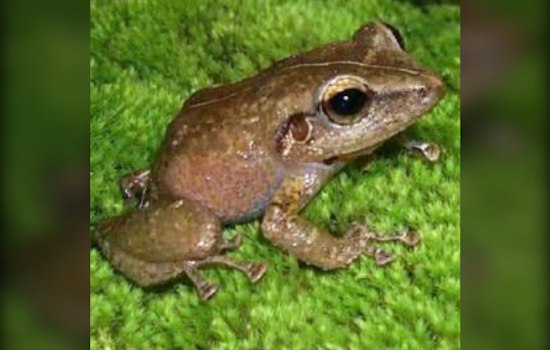 Coqui Frog Found in Waikīkī as Oʻahu Battles Existing Infestations