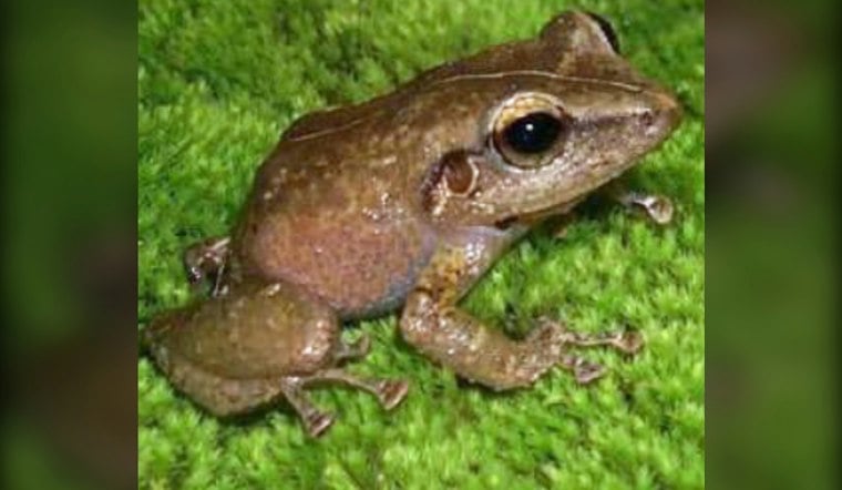 Coqui Frog Found in Waikīkī as Oʻahu Battles Existing Infestations