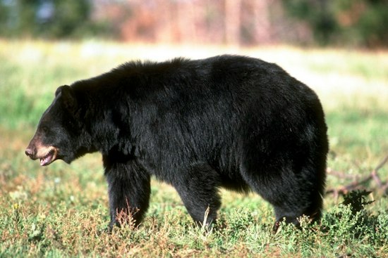 Coventry Bear Tries to Reach Wasp Nest Under Home Shingles, Camera Rolls