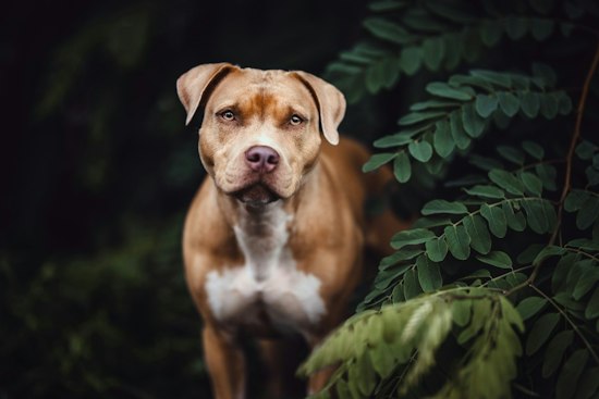 Coventry Family's Dog Oreo Killed by Off-Leash Pit Bull, Owner Still Missing