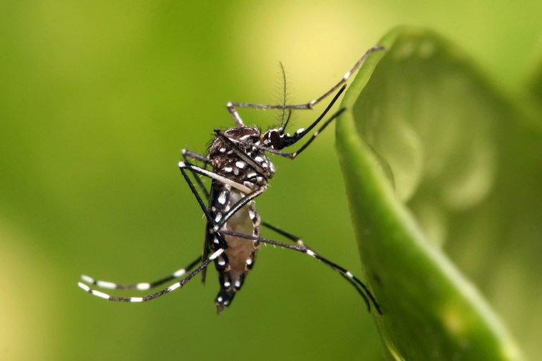 Dallas County Reports First West Nile Death Of 2026, Man In His 60s