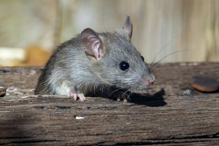 Dead Rats, Rodent Urine Shut Down Land Park's Ming Dynasty Twice in One Week