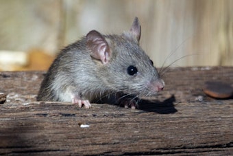 Dead Rats, Rodent Urine Shut Down Land Park's Ming Dynasty Twice in One Week