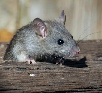 Dead Rats, Rodent Urine Shut Down Land Park's Ming Dynasty Twice in One Week