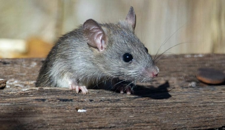 Dead Rats, Rodent Urine Shut Down Land Park's Ming Dynasty Twice in One Week