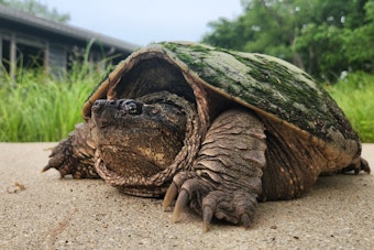 Decades-Old Snapping Turtle Dies After Kids Pelted It With Stones in Bucks County