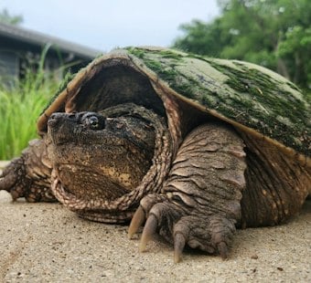 Decades-Old Snapping Turtle Dies After Kids Pelted It With Stones in Bucks County