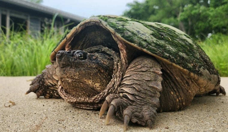Decades-Old Snapping Turtle Dies After Kids Pelted It With Stones in Bucks County