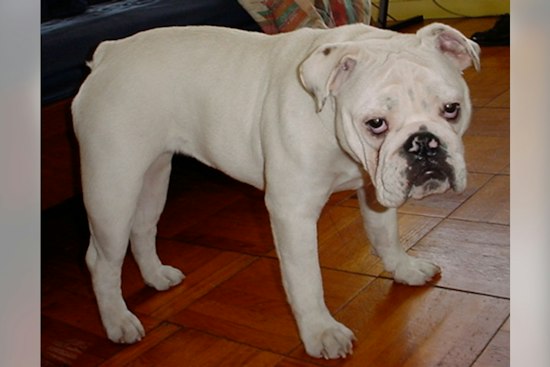 Deltona Woman, 58, Charged After Bulldogs Found Starving in Waterless Home