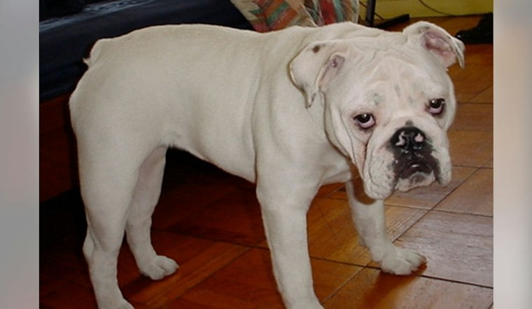 Deltona Woman, 58, Charged After Bulldogs Found Starving in Waterless Home