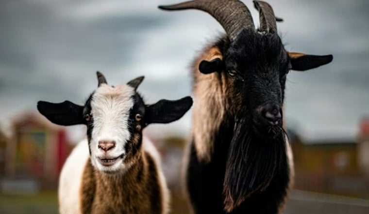 Dog Pack Digs Under Fence, Kills 60 Goats at Rainbow Valley Dairy Farm
