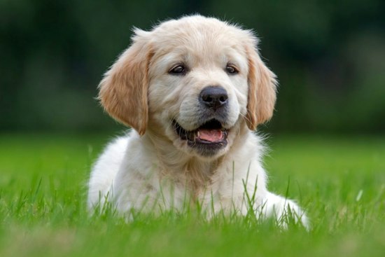 Dogs Invade Arcadia Arboretum This Weekend for Barks & Boos Bash