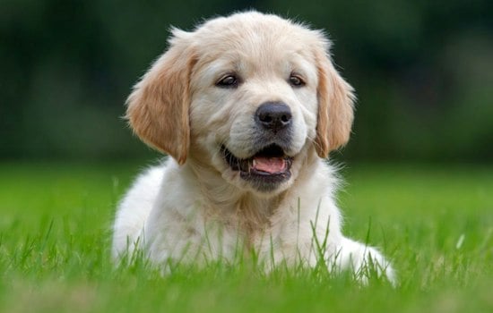 Dogs Invade Arcadia Arboretum This Weekend for Barks & Boos Bash