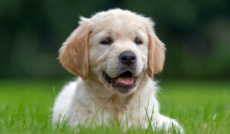 Dogs Invade Arcadia Arboretum This Weekend for Barks & Boos Bash