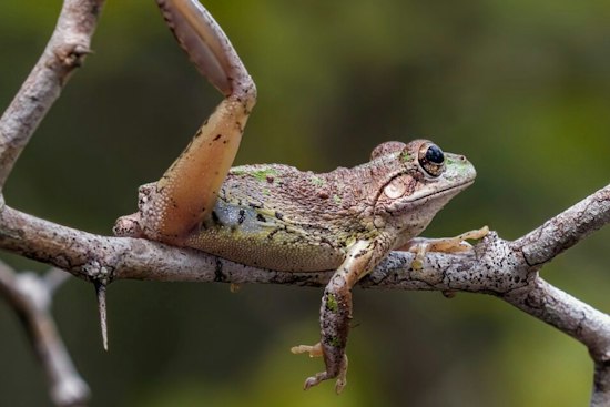 Dozens Of Suspected Cuban Treefrogs Swarm Orlando Homes After Days Of Rain
