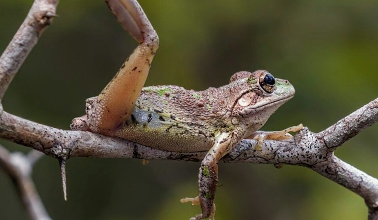 Dozens Of Suspected Cuban Treefrogs Swarm Orlando Homes After Days Of Rain