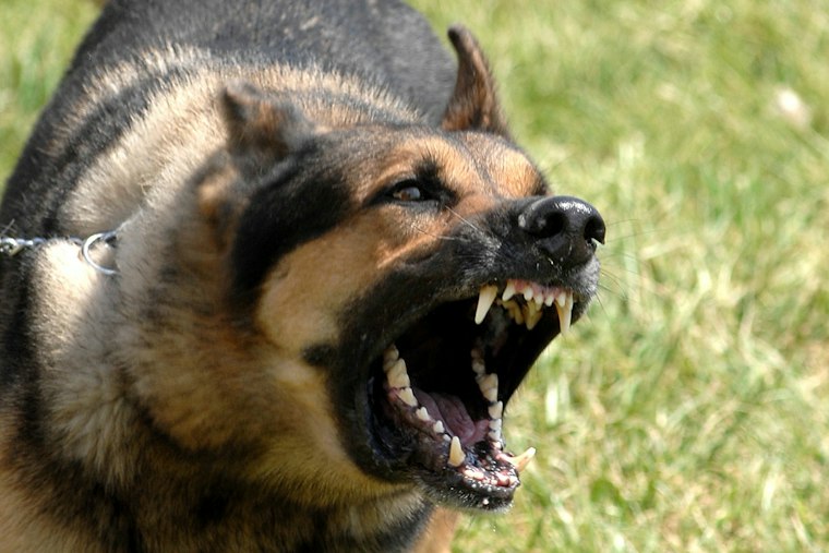 Dozens Of Officials Swarm Pelzer Property In Dogfighting Ring Investigation