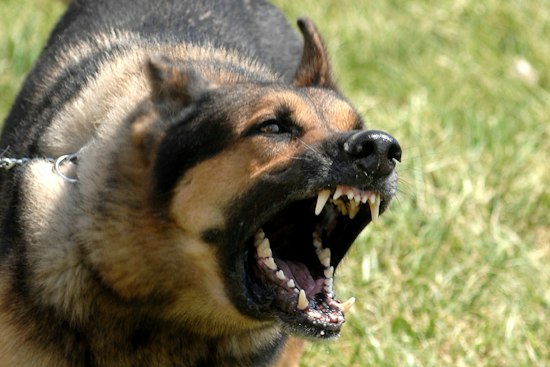 Dozens Of Officials Swarm Pelzer Property In Dogfighting Ring Investigation