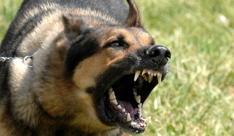 Dozens Of Officials Swarm Pelzer Property In Dogfighting Ring Investigation