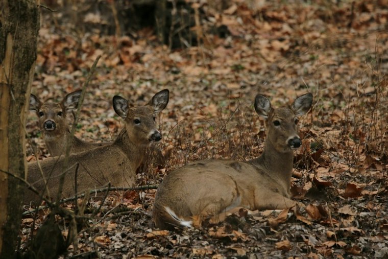 Dublin Plans to Cull Over 100 Deer After Herds Triple Safe Density Limits