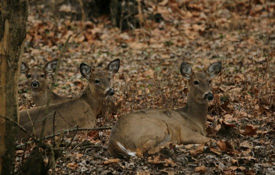 Dublin Plans to Cull Over 100 Deer After Herds Triple Safe Density Limits