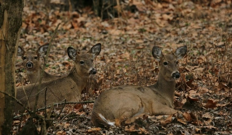 Dublin Plans to Cull Over 100 Deer After Herds Triple Safe Density Limits