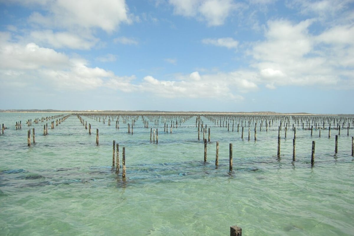 hoodline.com - Claire Salinas - Eastern Shore Oyster Farm Loses Harvest to Algal Bloom