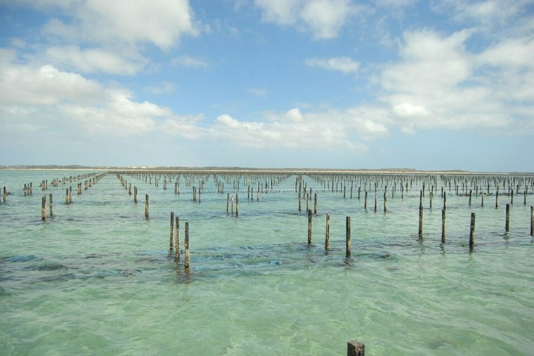 Eastern Shore Oyster Farm Loses Entire Harvest to Toxic Algae, Owner Wants Warning System
