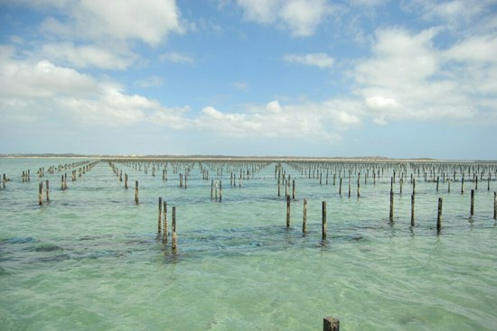 Eastern Shore Oyster Farm Loses Entire Harvest to Toxic Algae, Owner Wants Warning System