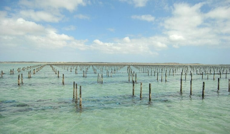 Eastern Shore Oyster Farm Loses Entire Harvest to Toxic Algae, Owner Wants Warning System