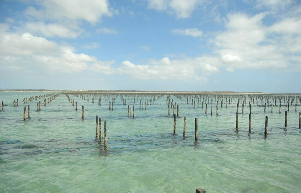 Eastern Shore Oyster Farm Loses Entire Harvest to Toxic Algae, Owner Wants Warning System