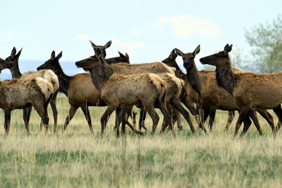 Elk Hunt Opens on Former Nuclear Weapons Site, Herd Triples Capacity