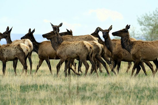 Elk Hunt Opens on Former Nuclear Weapons Site, Herd Triples Capacity