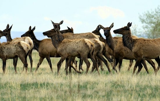 Elk Hunt Opens on Former Nuclear Weapons Site, Herd Triples Capacity