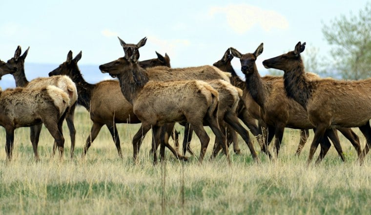 Elk Hunt Opens on Former Nuclear Weapons Site, Herd Triples Capacity