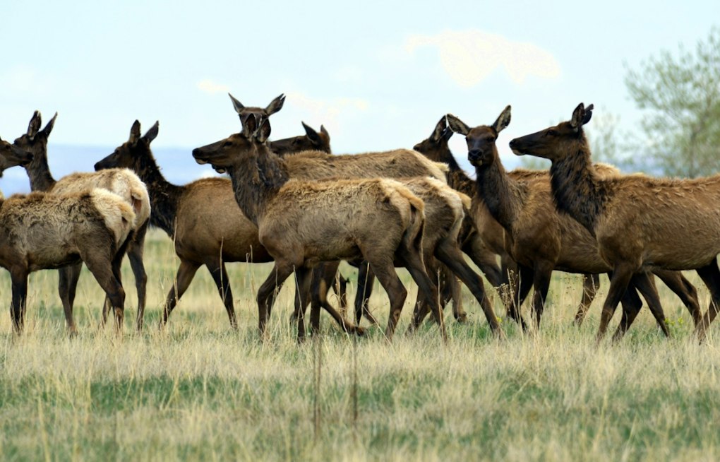 Elk Hunt Opens on Former Nuclear Weapons Site, Herd Triples Capacity
