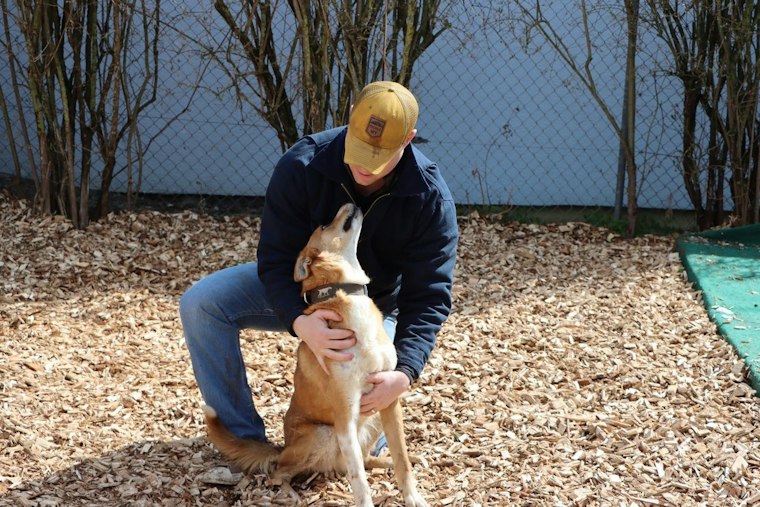 Encinitas 5K Pairs Rescue Dogs With Veterans Fighting Invisible Wounds