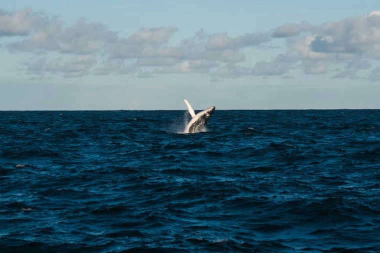 Entangled Humpback Vanishes Off San Pedro After Rescue Team Loses Fight With Weather