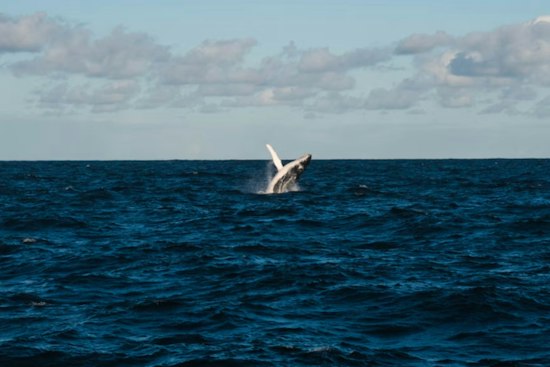 Entangled Humpback Vanishes Off San Pedro After Rescue Team Loses Fight With Weather
