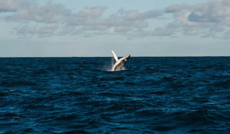 Entangled Humpback Vanishes Off San Pedro After Rescue Team Loses Fight With Weather
