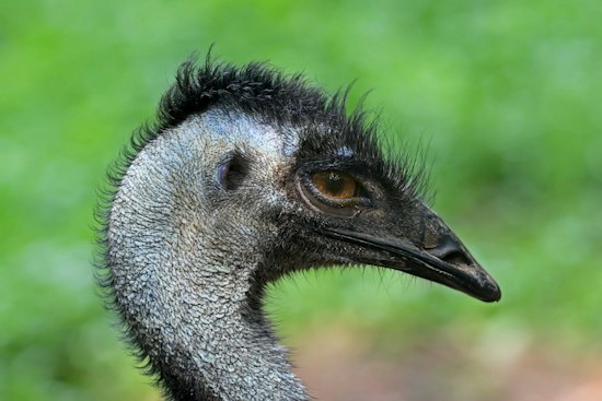 Escaped Emu Named Eddie Roams Cleves Park Trail, Gets Safely Returned Home