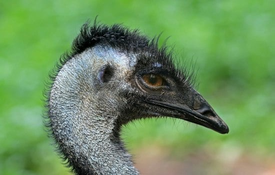 Escaped Emu Named Eddie Roams Cleves Park Trail, Gets Safely Returned Home